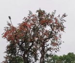 阜阳西湖大道数百棵柿子树红成一道风景 柿子红了可观但莫摘